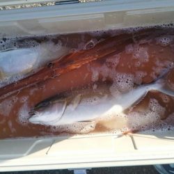 康仁丸・ジギング釣り果